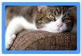Upholstery Cleaning Northport, NY